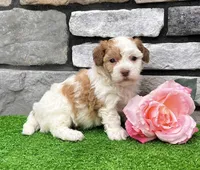 Lucy, a female Havanese for sale in Millersburg, OH – 1 of 6