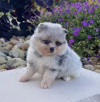 Frosty (True Blue Merle), a male Pomeranian for sale in Millersburg, OH – 4 of 7