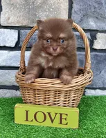Smurf (Teacup), a male Pomeranian for sale in Millersburg, OH – 4 of 6