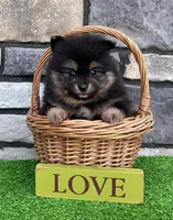 Finn (Black Tan), a male Pomeranian for sale in Millersburg, OH – 2 of 7