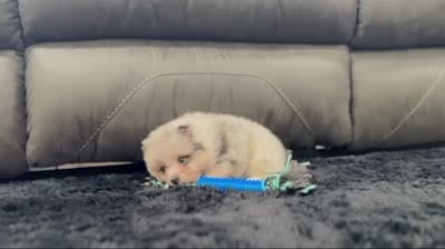 Frosty (True Blue Merle), a male Pomeranian for sale in Millersburg, OH – 7 of 7