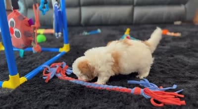 Lucy, a female Havanese for sale in Millersburg, OH – 6 of 6