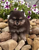 Mickey, a male Pomeranian for sale in Millersburg, OH – 8 of 9