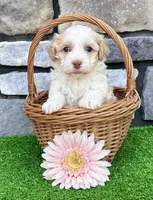 Rayne, a female Havanese for sale in Millersburg, OH – 5 of 6