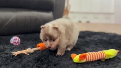 Winston Lavender Merle , a male Pomeranian for sale in Millersburg, OH – 7 of 7