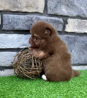 Smurf (Teacup), a male Pomeranian for sale in Millersburg, OH – 5 of 6
