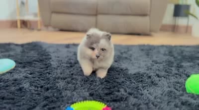 Mario, a male Pomeranian for sale in Millersburg, OH – 8 of 8