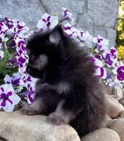Shadow (Teacup), a male Pomeranian for sale in Millersburg, OH – 6 of 8