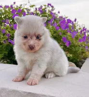 Sugar Lavender Merle, a female Pomeranian for sale in Millersburg, OH – 3 of 5