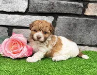 Lexy, a female Havanese for sale in Millersburg, OH – 7 of 7