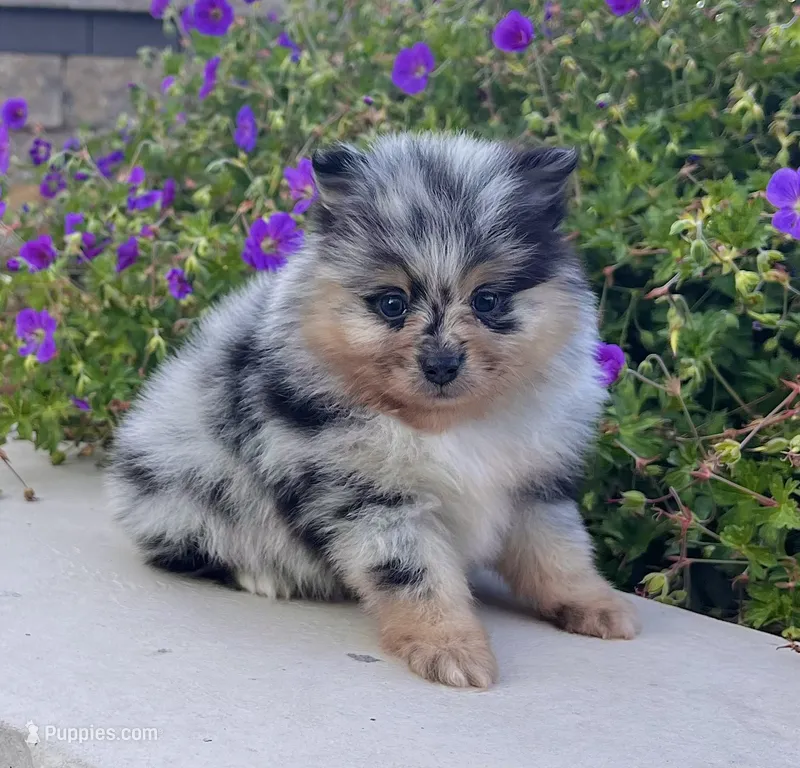 Flash – Pomeranian puppy for sale in Millersburg, OH