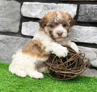 Logan, a male Havanese for sale in Millersburg, OH – 4 of 9