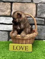 Buddy, a male Pomeranian for sale in Millersburg, OH – 6 of 7