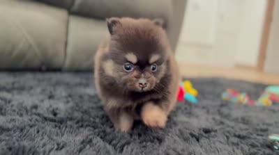 Shadow (Teacup), a male Pomeranian for sale in Millersburg, OH – 5 of 8