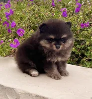 Mickey, a male Pomeranian for sale in Millersburg, OH – 3 of 9