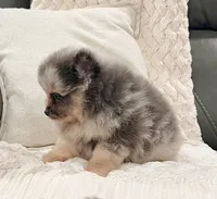 Mario, a male Pomeranian for sale in Millersburg, OH – 7 of 8