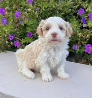 Rayne, a female Havanese for sale in Millersburg, OH – 2 of 6