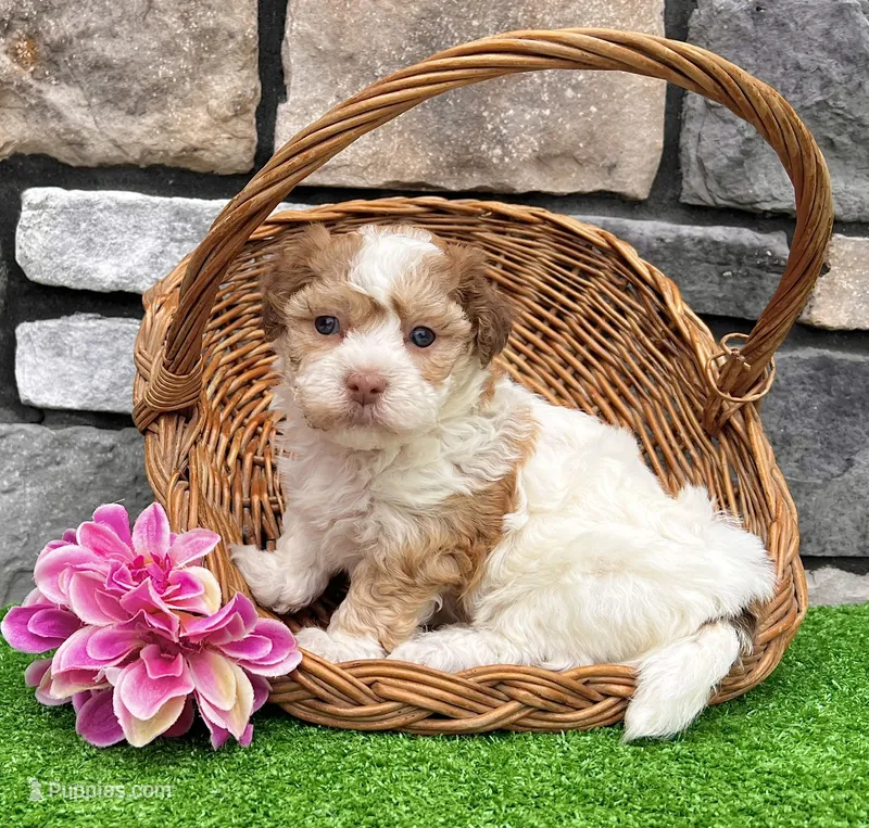 Lassie – Havanese puppy for sale in Millersburg, OH