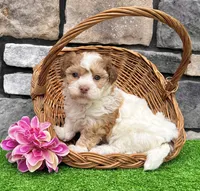 Lassie, a female Havanese for sale in Millersburg, OH – 1 of 5
