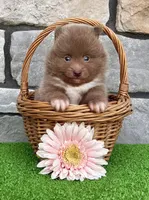 Teddy Lavender, a male Pomeranian for sale in Millersburg, OH – 4 of 6