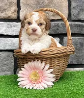 Layla, a female Havanese for sale in Millersburg, OH – 4 of 5