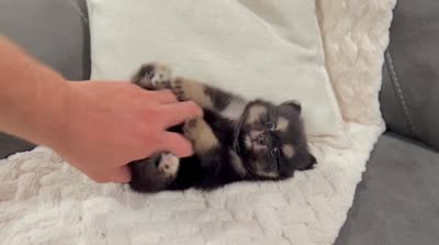 Minnie, a female Pomeranian for sale in Millersburg, OH – 7 of 7