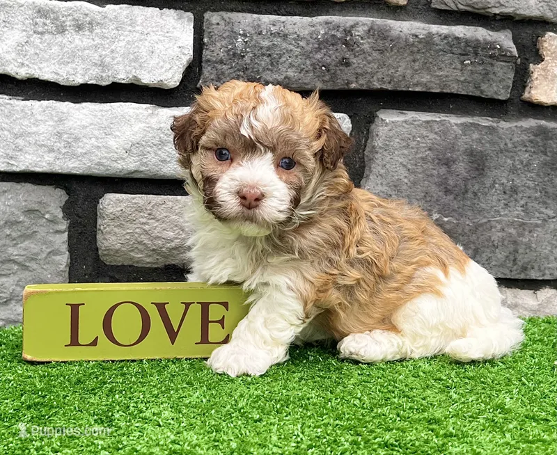 Logan – Havanese puppy for sale in Millersburg, OH
