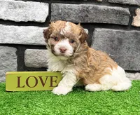 Logan, a male Havanese for sale in Millersburg, OH – 1 of 9