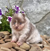 Winston Lavender Merle , a male Pomeranian for sale in Millersburg, OH – 5 of 7