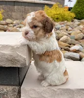 Layla, a female Havanese for sale in Millersburg, OH – 2 of 5