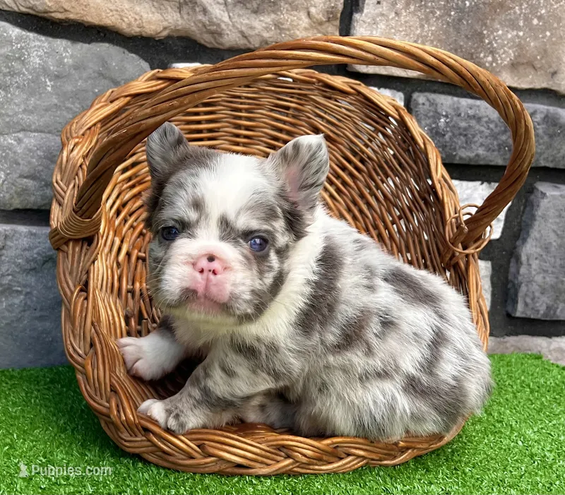 Hulk – French Bulldog puppy for sale in Millersburg, OH