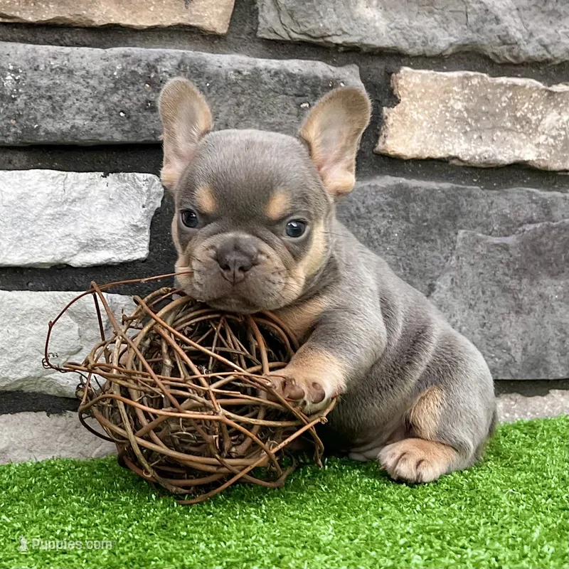Turbo – French Bulldog puppy for sale in Millersburg, OH