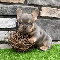 Turbo, a male French Bulldog for sale in Millersburg, OH – 1 of 5