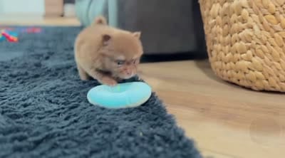 Smurf (Teacup), a male Pomeranian for sale in Millersburg, OH – 6 of 6