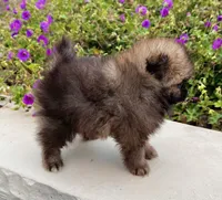 Buddy, a male Pomeranian for sale in Millersburg, OH – 4 of 7