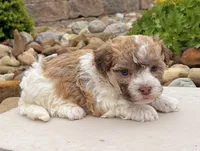 Logan, a male Havanese for sale in Millersburg, OH – 8 of 9