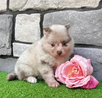 Sugar Lavender Merle, a female Pomeranian for sale in Millersburg, OH – 2 of 5
