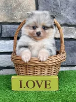Frosty (True Blue Merle), a male Pomeranian for sale in Millersburg, OH – 3 of 7