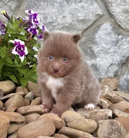 Teddy Lavender, a male Pomeranian for sale in Millersburg, OH – 2 of 6