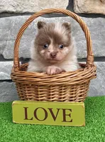 Winston Lavender Merle , a male Pomeranian for sale in Millersburg, OH – 4 of 7