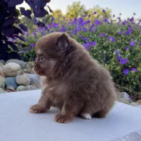 Smurf (Teacup), a male Pomeranian for sale in Millersburg, OH – 2 of 6