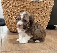 processed/3ea2b590-90e8-41c8-a77f-86b36bf4f2c3/listing/ab487391-71da-4fca-a974-91b77f6fe84a/c804e5e5-b714-426e-b815-48697e698fb8