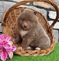 Teddy Lavender, a male Pomeranian for sale in Millersburg, OH – 5 of 6