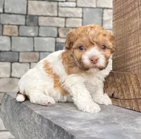 Lexy, a female Havanese for sale in Millersburg, OH – 4 of 7