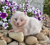 Fluffy (Lavender Merle), a male Pomeranian for sale in Millersburg, OH – 2 of 7