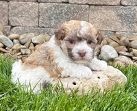 Logan, a male Havanese for sale in Millersburg, OH – 6 of 9
