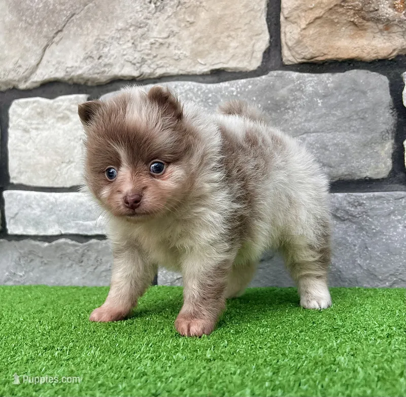 Winston Lavender Merle  – Pomeranian puppy for sale in Millersburg, OH
