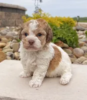Layla, a female Havanese for sale in Millersburg, OH – 1 of 5