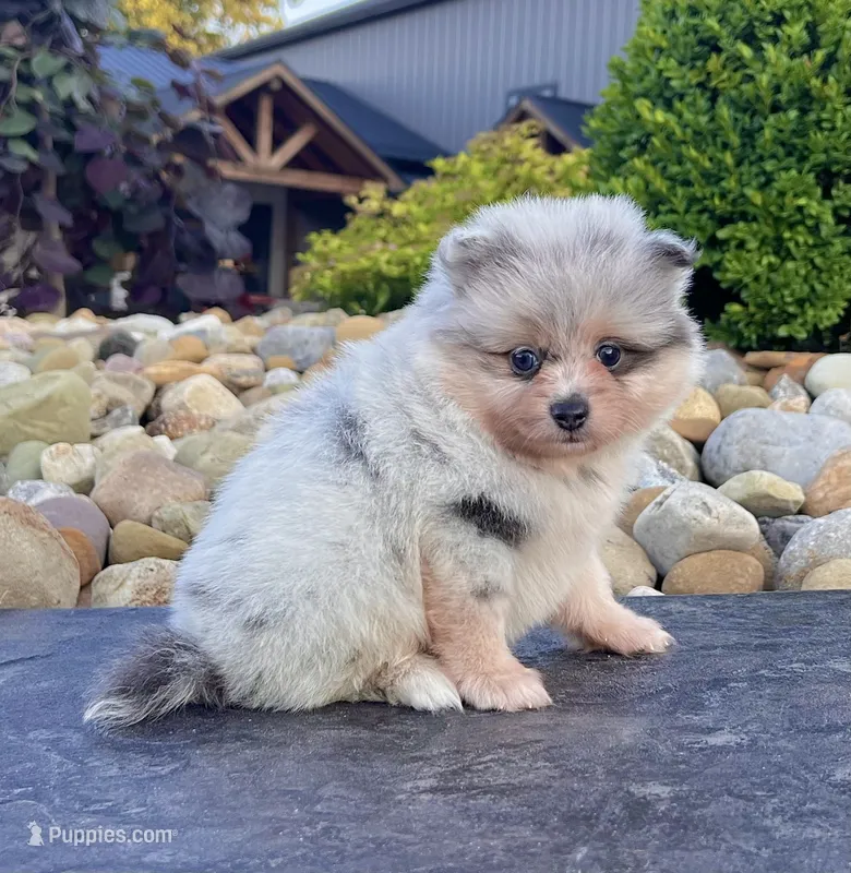 Frosty (True Blue Merle) – Pomeranian puppy for sale in Millersburg, OH