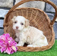 Rayne, a female Havanese for sale in Millersburg, OH – 4 of 6